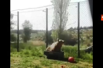 &nbsp;Giordania - orso salvato da zoo (AgenziaVista)