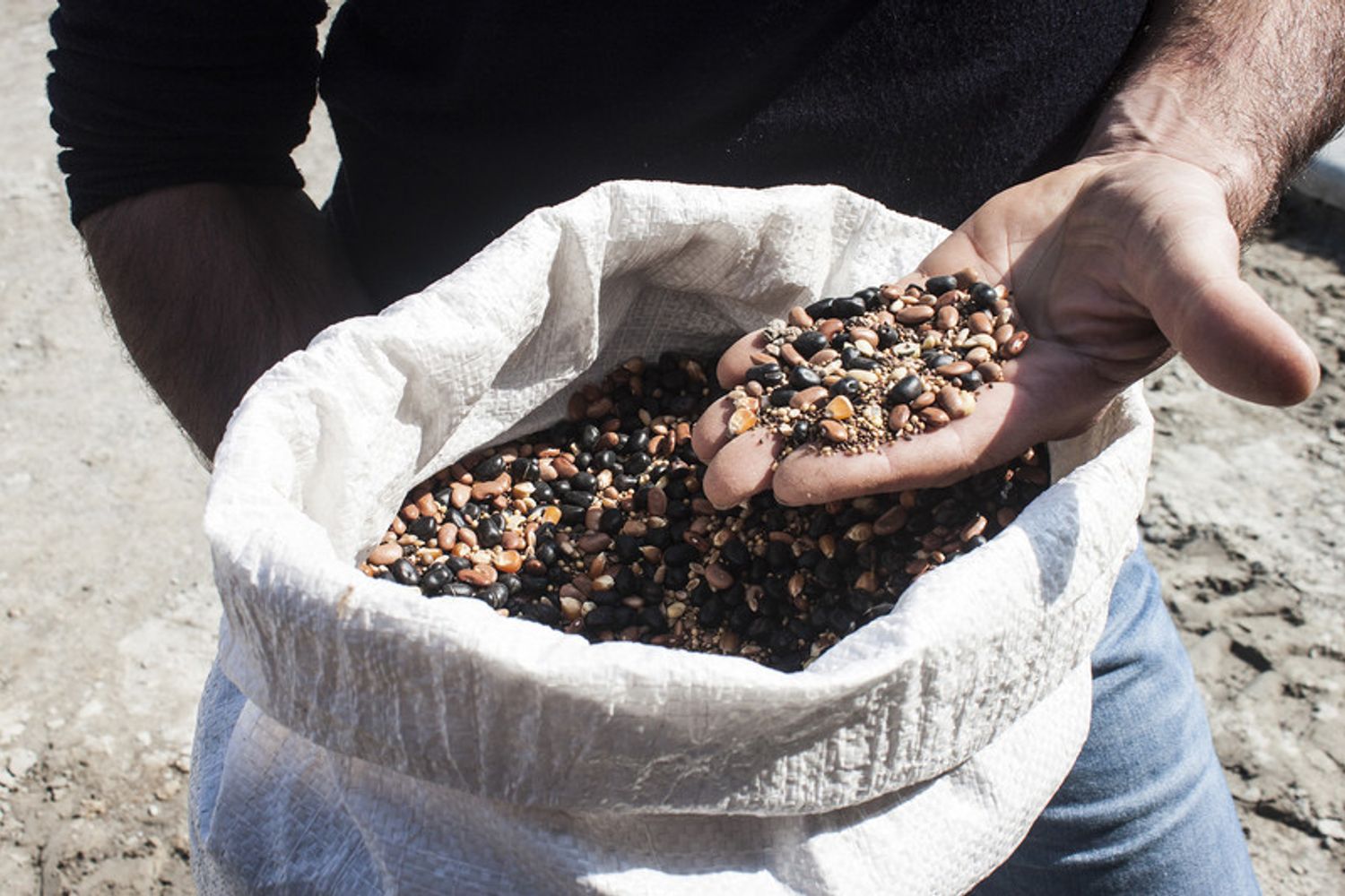 semina biodinamica (Progetto&nbsp;FICO Eataly World)&nbsp;