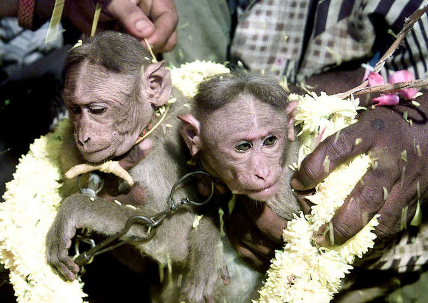 Due scimmie si sposaso in India per volere del proprietario