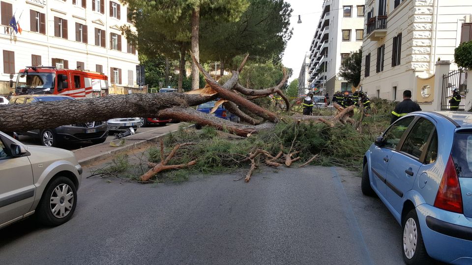 Un gigantesco&nbsp;pino&nbsp;&egrave; caduto in corso Trieste a Roma, all'altezza di via Dalmazia. L'albero &egrave; caduto, senza conseguenze per le persone, su diverse automobili.&nbsp;