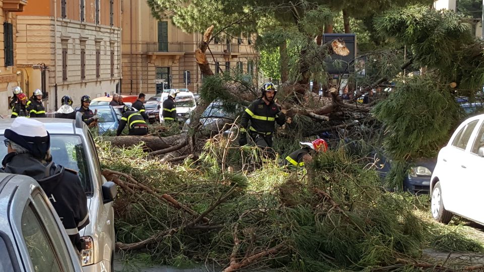 Un gigantesco&nbsp;pino&nbsp;&egrave; caduto in corso Trieste a Roma, all'altezza di via Dalmazia. L'albero &egrave; caduto, senza conseguenze per le persone, su diverse automobili.&nbsp;