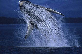 I ricercatori sperano che il loro studio possa aiutare a regolamentare e a sviluppare nuove linee guida sul traffico navale e valutare meglio la salute della popolazione delle balene. (afp)