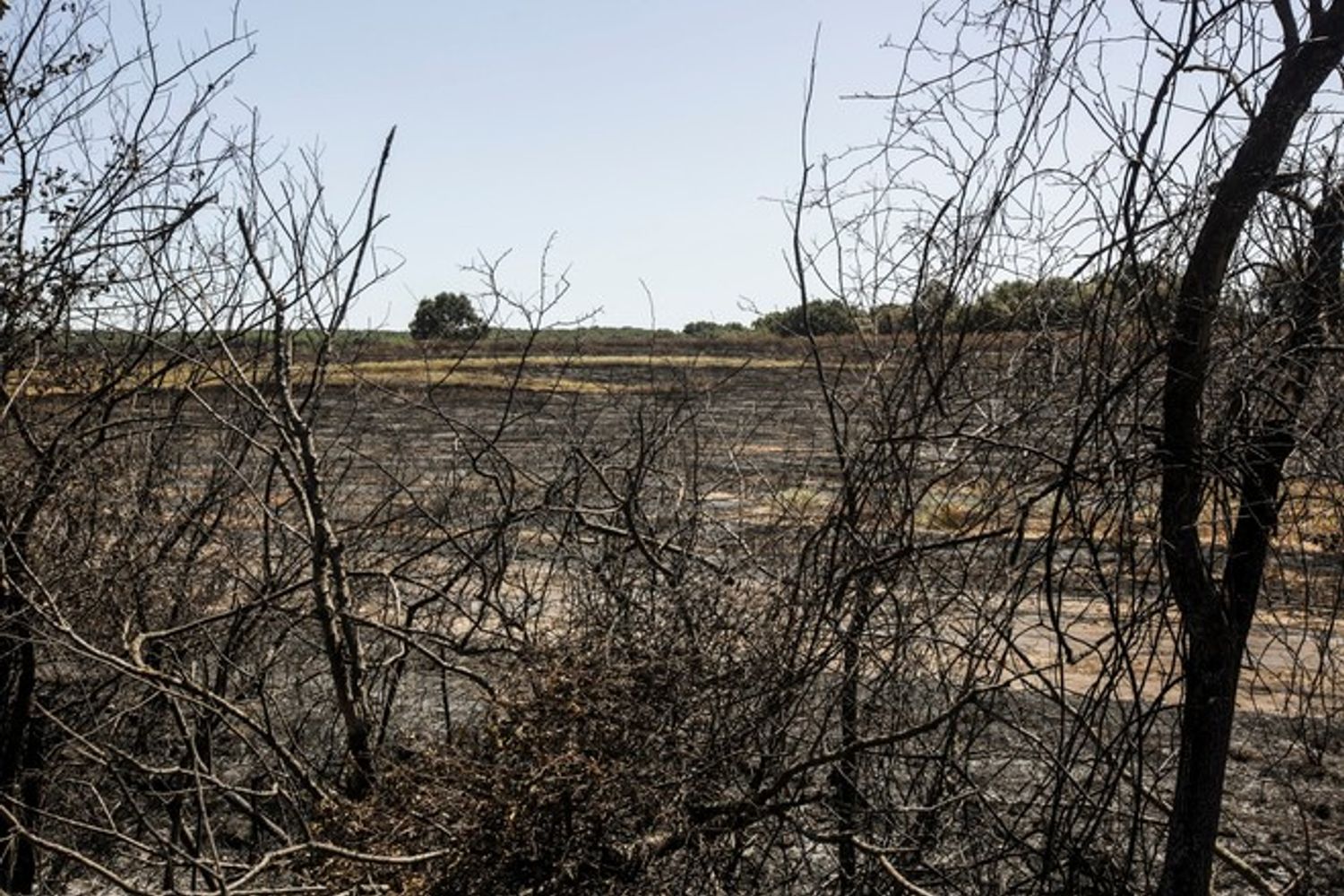 &nbsp;Incendio sulla Pontina (Agf)