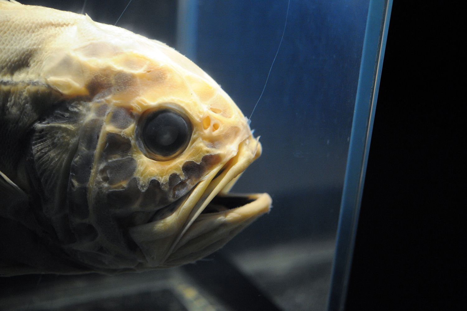 &nbsp;Creature degli abissi (Afp)