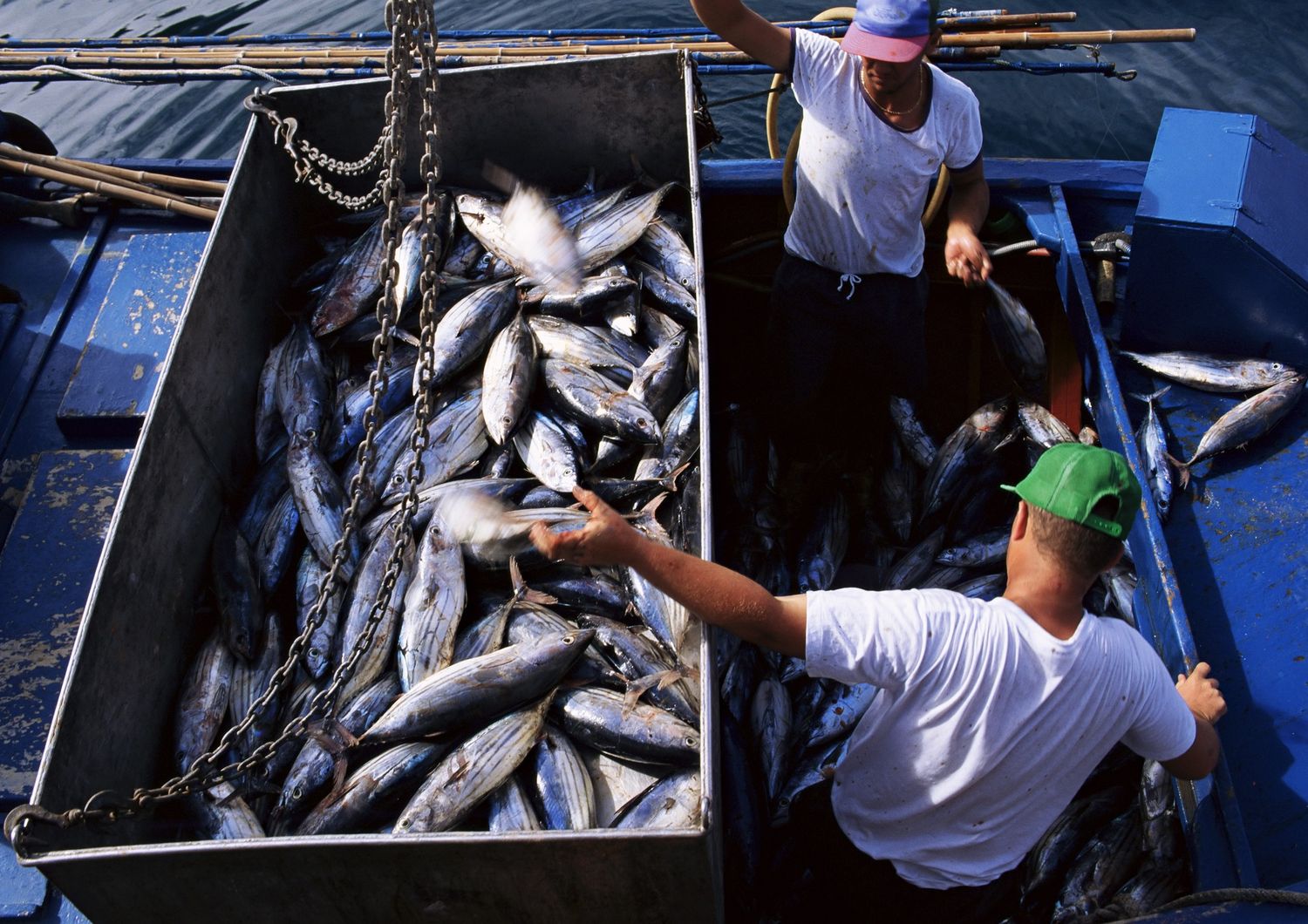 &nbsp;Pesce pescherecchio frode alimentare (Afp)