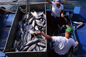 &nbsp;Pesce pescherecchio frode alimentare (Afp)