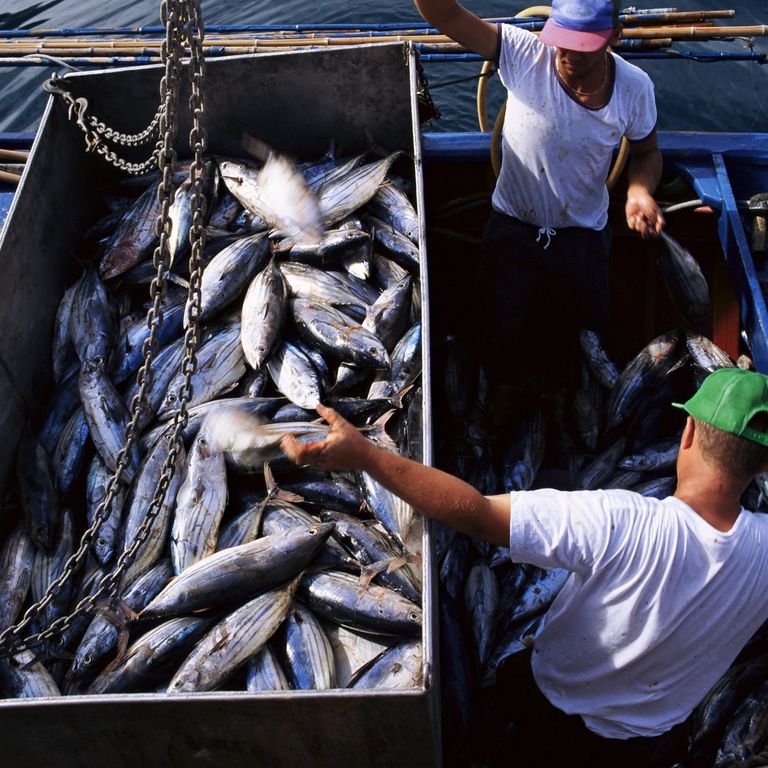 &nbsp;Pesce pescherecchio frode alimentare (Afp)