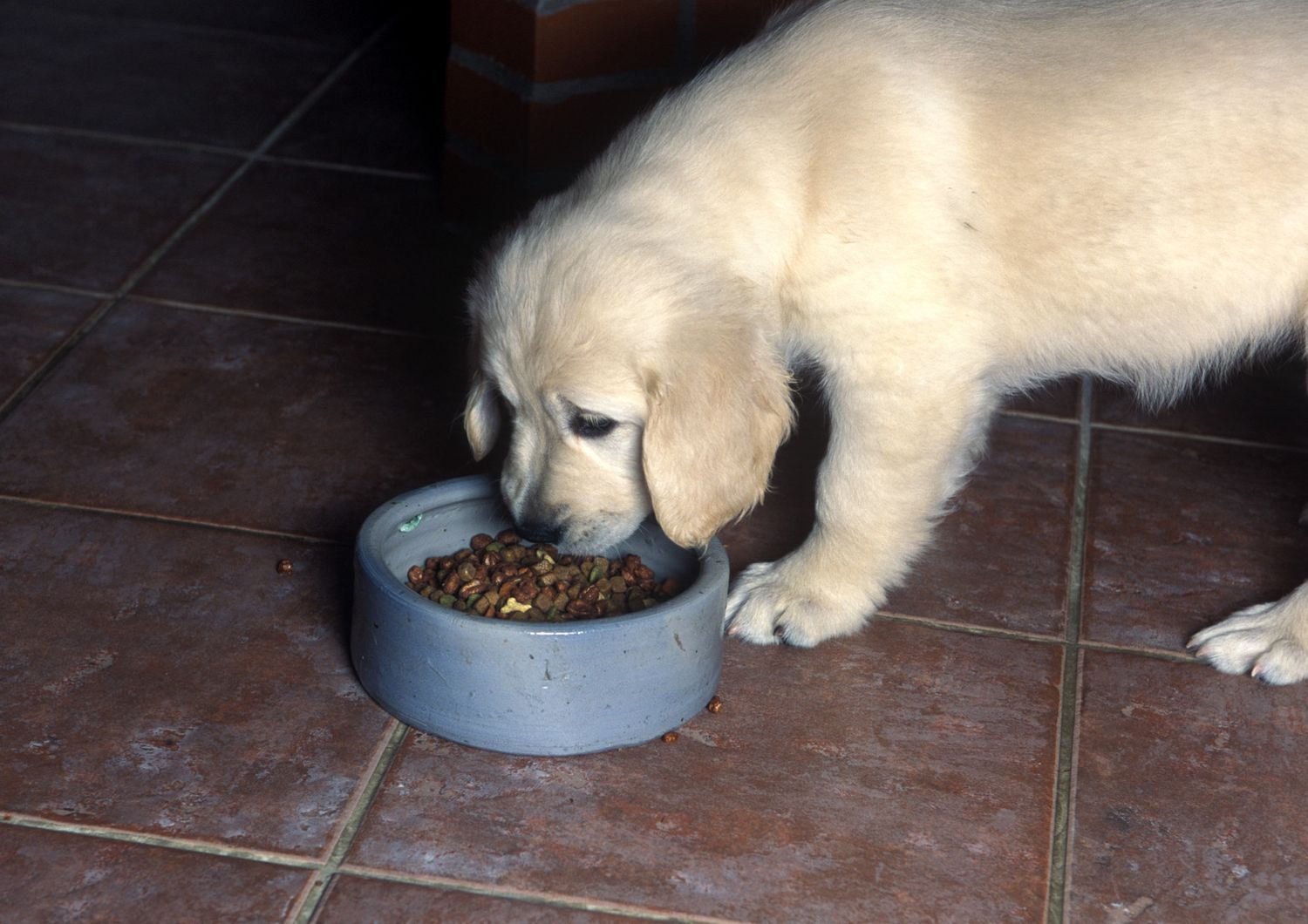 &nbsp;Cane cucciolo pappa crocchette cibo per cani (afp)