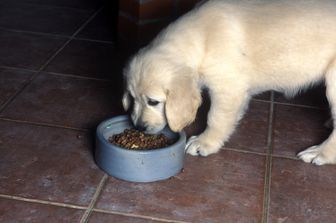 &nbsp;Cane cucciolo pappa crocchette cibo per cani (afp)