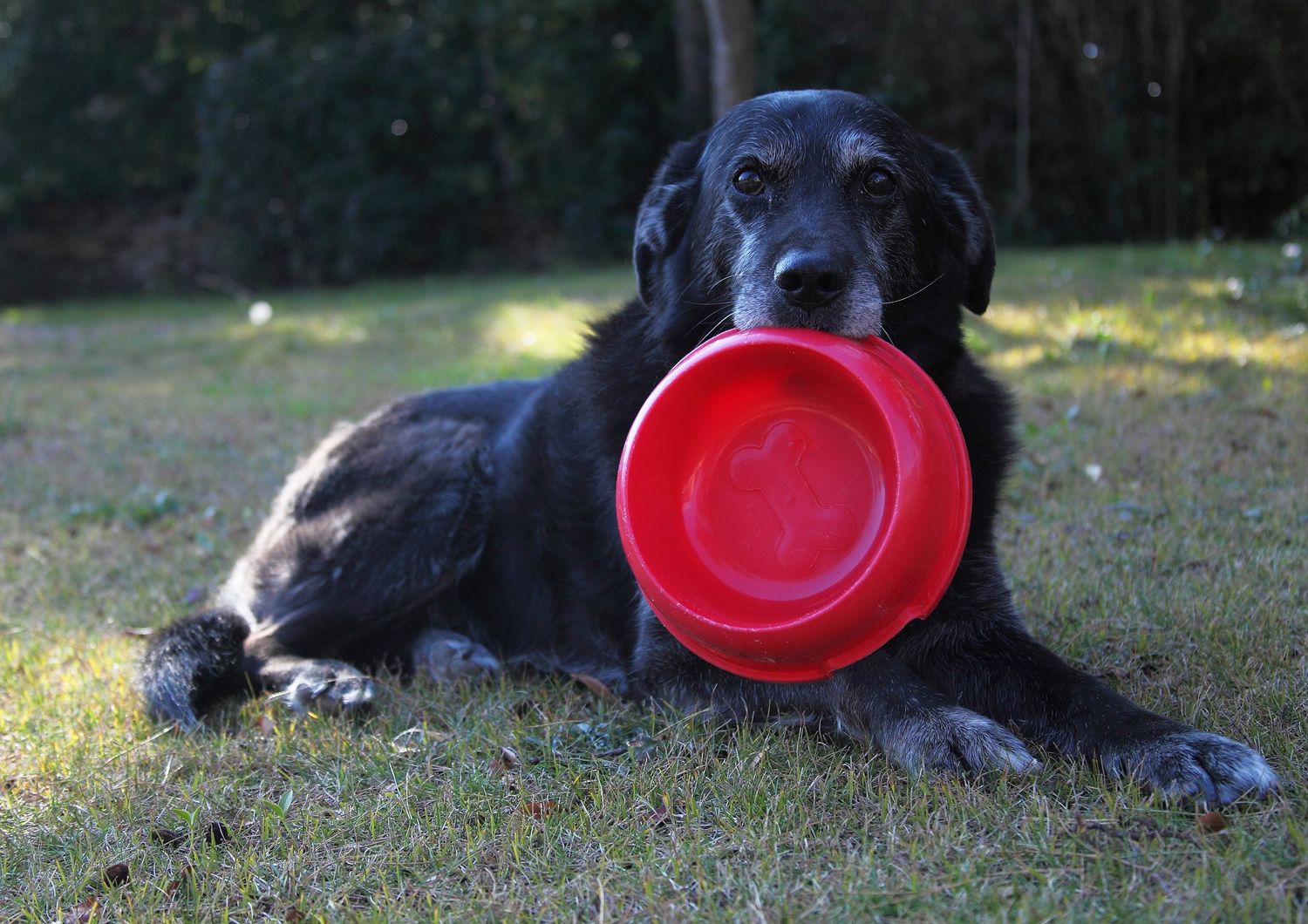 &nbsp;Cane cucciolo pappa crocchette cibo per cani (afp)