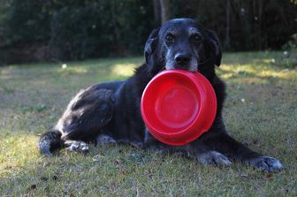 Un cucciolo e la sua ciotola