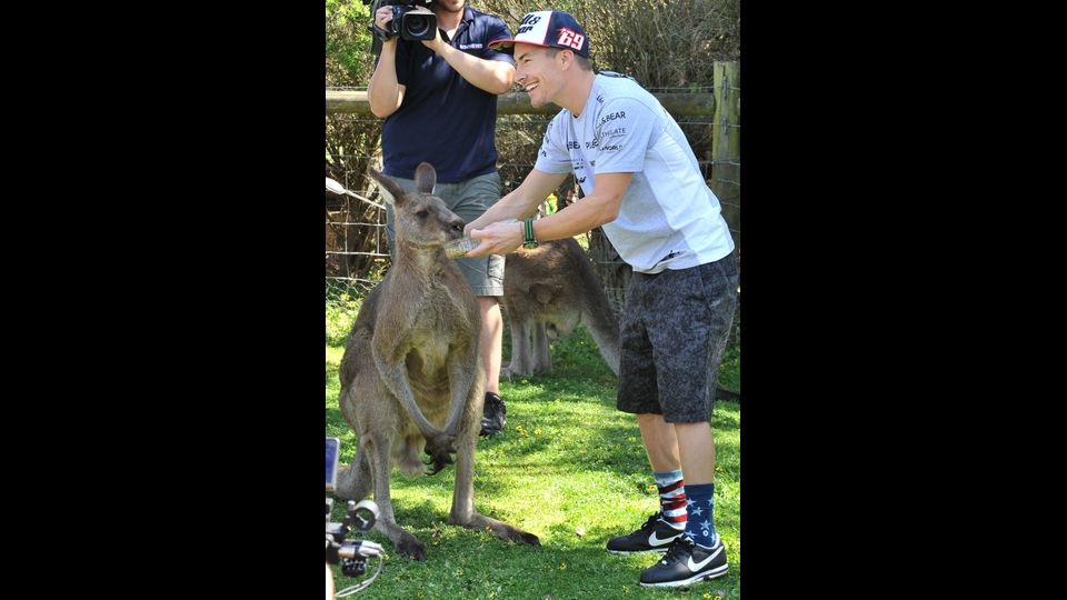 Nicky Hayden gioca con un canguro in un parco di fauna selvatica prima dell'inizio del GP australiano a Phillip Island il 15 ottobre 2015 (Afp)&nbsp;