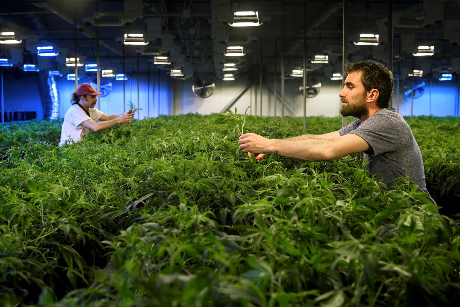 &nbsp;Marijuana terapeutica