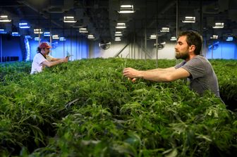 &nbsp;Marijuana terapeutica