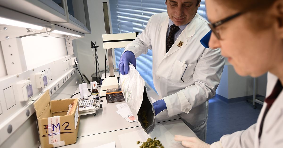 Cannabis light: Tar Lazio sospende decreto ministero sui farmaci cannabinoidi