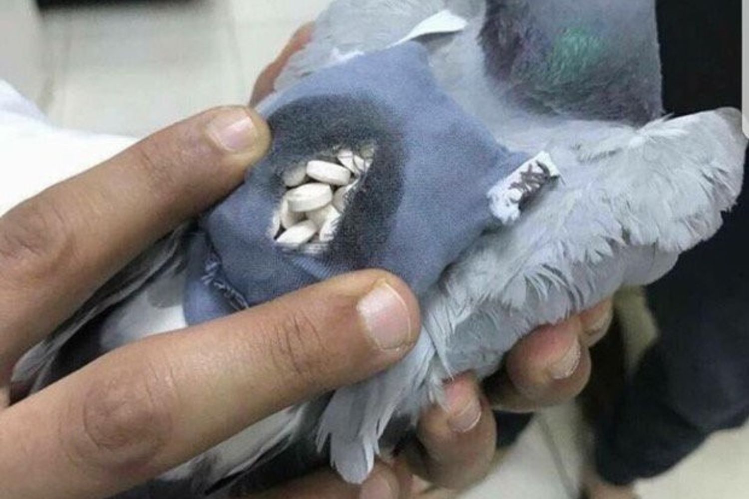 Piccione con ecstasy