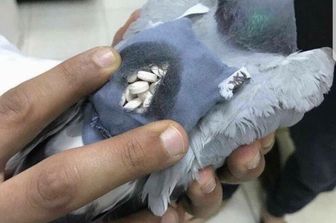 Piccione con ecstasy