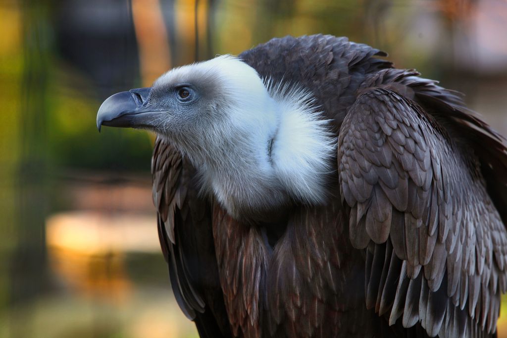 Avvoltoio (AFP)&nbsp;