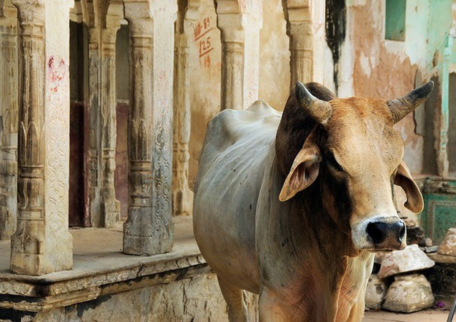 &nbsp;India: tribunale sospende veto vendita vacche per macellazione (Pixabay)