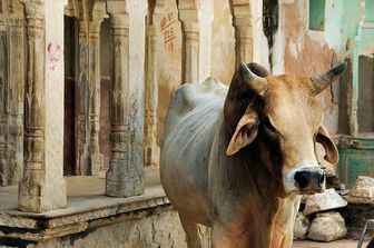 &nbsp;India: tribunale sospende veto vendita vacche per macellazione (Pixabay)