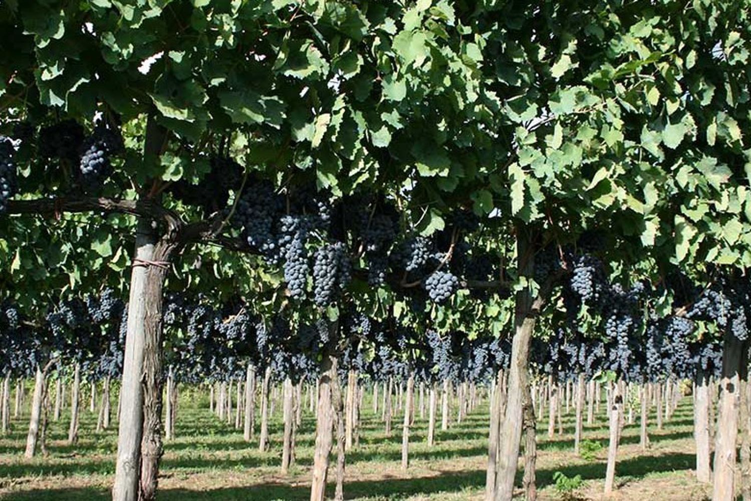 &nbsp;L'azienda vitivinicola Sella delle spine