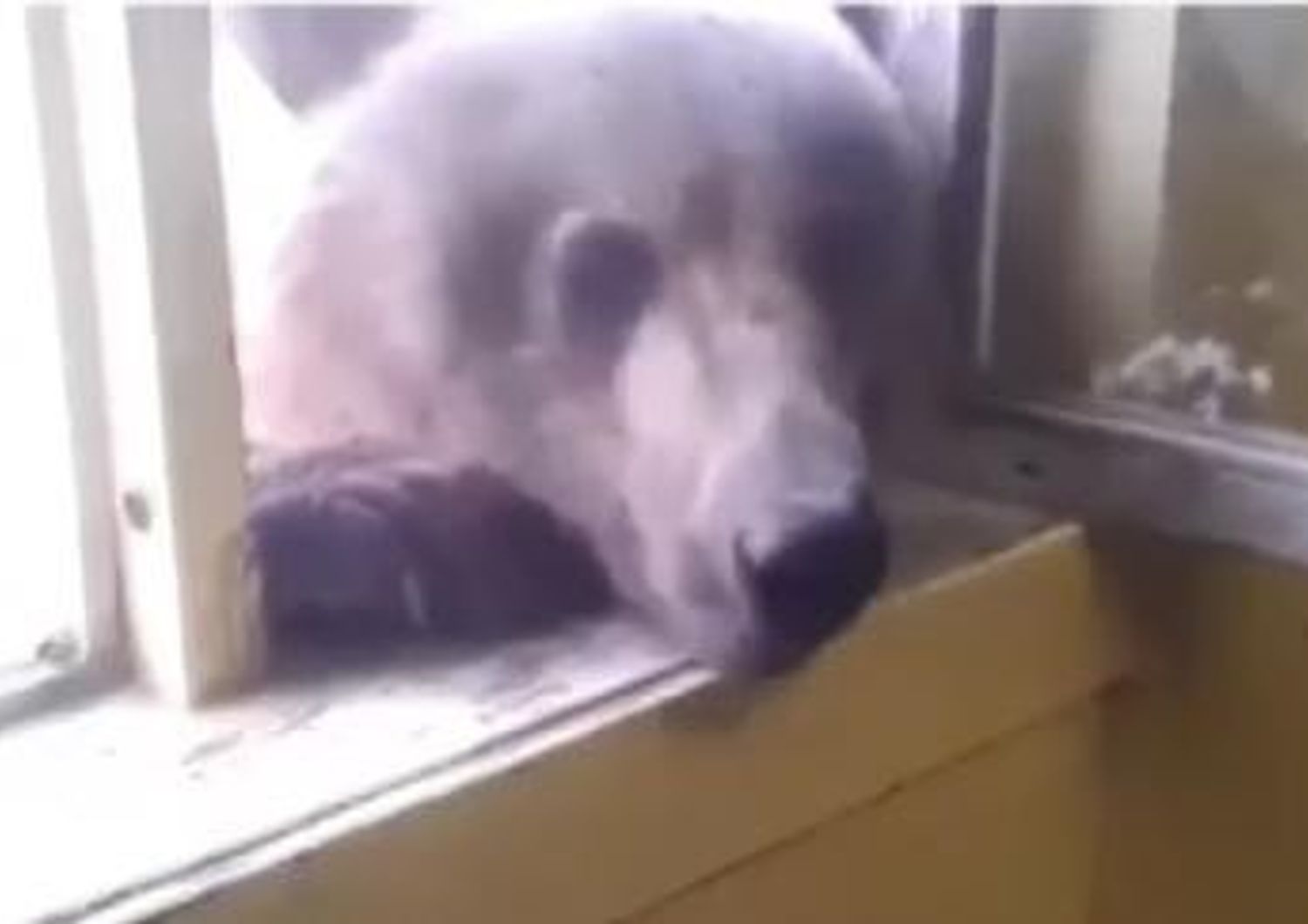 &nbsp;Orso dalla finestra (foto video Vista)