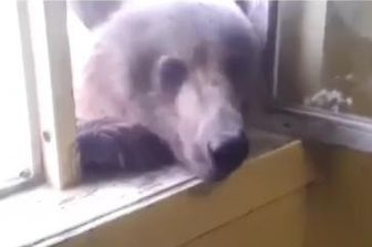 &nbsp;Orso dalla finestra (foto video Vista)