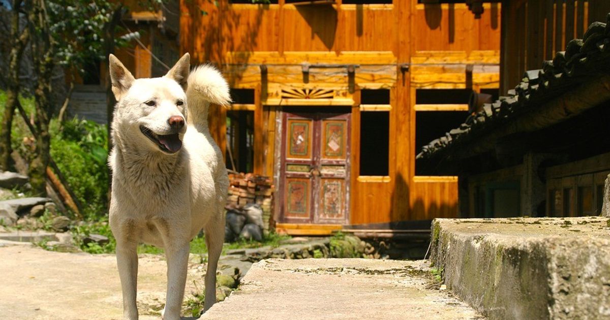 24zampe  Coronavirus: la delegazione cinese consiglia scarpe per i cani