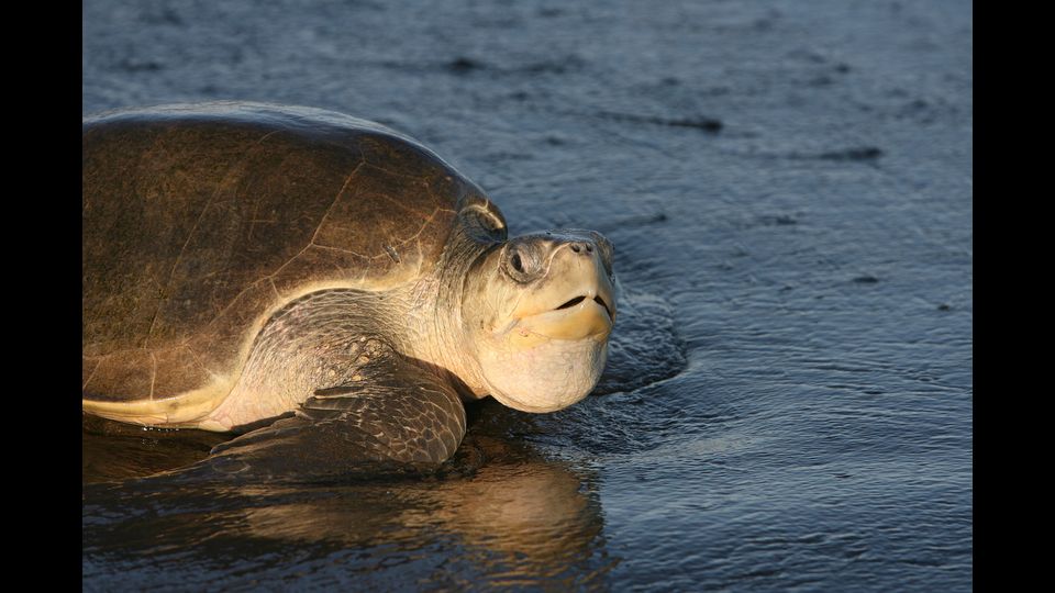 Lepidochelys olivacea - La tartaruga bastarda olivacea &nbsp;&egrave; un rettile testudinato della famiglia dei Chelonidi