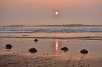 &nbsp;Le tartarughe marine.&nbsp;Il 16 giugno &egrave; la giornata mondiale loro dedicata.&nbsp;Ogni anno circa 50mila esemplari di tartarughe marine vengono catturati accidentalmente nei mari italiani; verosimilmente oltre 10mila non sopravvivono; la maggior parte viene liberata in mare direttamente dai pescatori mentre alcune centinaia vengono curate nei centri di recupero distribuiti lungo le nostre coste. Il progetto europeo TartaLife finanziato attraverso il programma LIFE+, che ha l&rsquo;obiettivo di ridurre la mortalit&agrave; delle tartarughe marine durante le attivit&agrave; di pesca professionale, indica il mare Adriatico quale area a maggior rischio (con circa 24mila episodi di cattura all&rsquo;anno) per le tartarughe marine che frequentano in massa quest&rsquo;area caratterizzata da bassi fondali ricchi di nutrimento. Tuttavia, anche nello Ionio, nel basso Tirreno e nel Canale di Sicilia le catture accidentali di tartarughe marine sono tutt&rsquo;altro che rare. Il rischio maggiore &egrave; rappresentato dalle reti da posta utilizzate dalla piccola pesca costiera e dalle reti a strascico &ndash; responsabili di oltre 20mila episodi di cattura ciascuno - e dai palangari che, con oltre 8.000 catture anno rappresentano uno degli attrezzi da pesca pi&ugrave; impattanti.