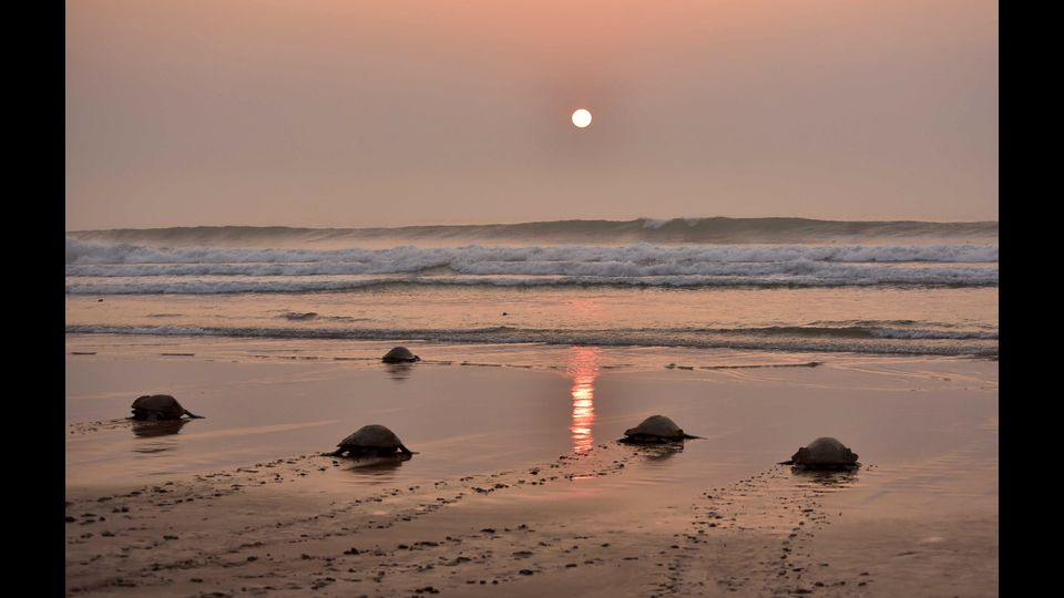 &nbsp;Le tartarughe marine.&nbsp;Il 16 giugno &egrave; la giornata mondiale loro dedicata.&nbsp;Ogni anno circa 50mila esemplari di tartarughe marine vengono catturati accidentalmente nei mari italiani; verosimilmente oltre 10mila non sopravvivono; la maggior parte viene liberata in mare direttamente dai pescatori mentre alcune centinaia vengono curate nei centri di recupero distribuiti lungo le nostre coste. Il progetto europeo TartaLife finanziato attraverso il programma LIFE+, che ha l&rsquo;obiettivo di ridurre la mortalit&agrave; delle tartarughe marine durante le attivit&agrave; di pesca professionale, indica il mare Adriatico quale area a maggior rischio (con circa 24mila episodi di cattura all&rsquo;anno) per le tartarughe marine che frequentano in massa quest&rsquo;area caratterizzata da bassi fondali ricchi di nutrimento. Tuttavia, anche nello Ionio, nel basso Tirreno e nel Canale di Sicilia le catture accidentali di tartarughe marine sono tutt&rsquo;altro che rare. Il rischio maggiore &egrave; rappresentato dalle reti da posta utilizzate dalla piccola pesca costiera e dalle reti a strascico &ndash; responsabili di oltre 20mila episodi di cattura ciascuno - e dai palangari che, con oltre 8.000 catture anno rappresentano uno degli attrezzi da pesca pi&ugrave; impattanti.