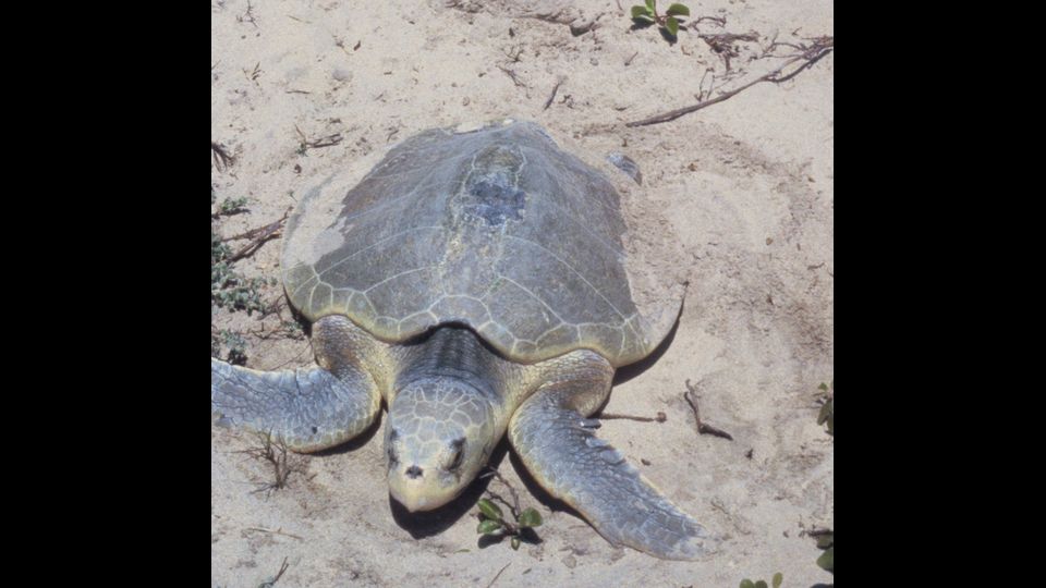 Lepidochelys olivacea&nbsp;- &nbsp;La specie pare diffusa in particolare alle latitudini tropicali (generalmente fra i 40&deg; nord e i 40&deg; sud) degli oceani Indiano e Pacifico, Mar Rosso compreso: la si trova anche nell'Oceano Atlantico centro-meridionale