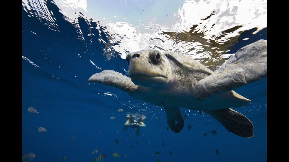 Lepidochelys olivacea&nbsp;-&nbsp;Predilige le acque costiere (entro i 15 km dalla linea costiera), ma esemplari solitari si possono trovare anche nelle acque aperte. Il carapace misura fino a 75 cm, per un peso massimo che sfiora a malapena il mezzo quintale: queste misure ne fanno una delle tartarughe marine di minori dimensioni
