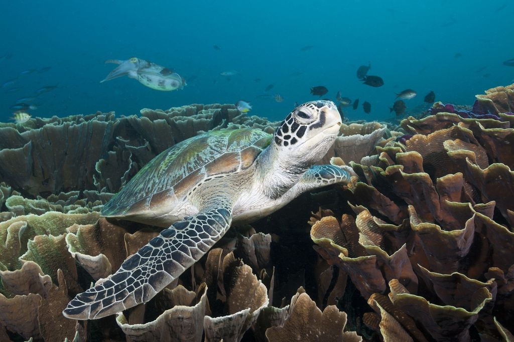 Chelonia mydas - La tartaruga verde &egrave; una tartaruga marina della famiglia Cheloniidae. L'adulto &egrave; lungo fino a 140 cm circa, con un peso che pu&ograve; raggiungere i 500 kg