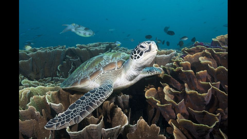 Chelonia mydas - La tartaruga verde &egrave; una tartaruga marina della famiglia Cheloniidae. L'adulto &egrave; lungo fino a 140 cm circa, con un peso che pu&ograve; raggiungere i 500 kg