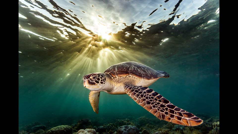 Chelonia mydas - Si nutre prevalentemente di fanerogame marine e per questo la si rinviene soprattutto in aree ricche di praterie sommerse. La stagione riproduttiva va da luglio a marzo