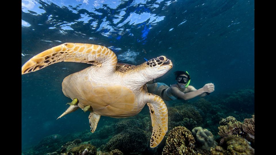 &nbsp;Chelonia mydas&nbsp;- La specie &egrave; cosmopolita di mari tropicali e subtropicali. Vive in acque pelagiche e costiere, in vicinanza delle barriere coralline e di coste sabbiose, dalla superficie fino a 30-40 metri di profondit&agrave;