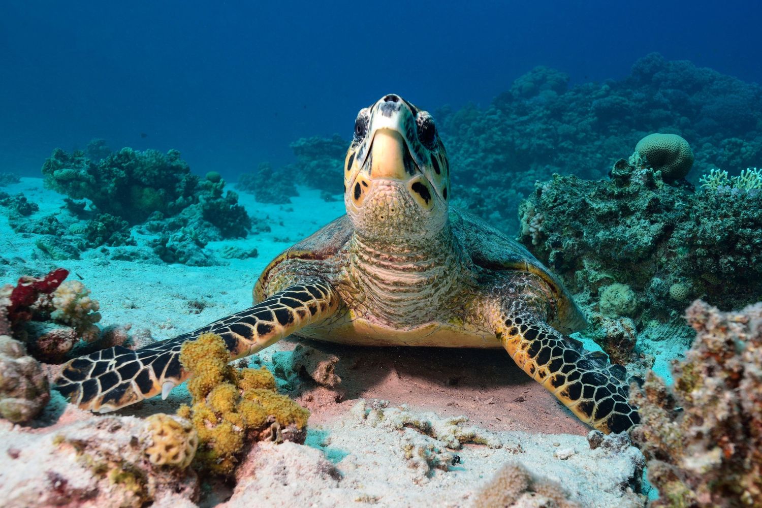 &nbsp;Eretmochelys imbricata - La tartaruga embricata &egrave; una tartaruga marina della famiglia delle Cheloniidae. &Egrave; l'unica specie del genere Eretmochelys.&nbsp;Pu&ograve; misurare fino a 90 cm. Si riproduce da febbraio a luglio, a seconda che ci si sposti da sud verso nord. Scava nidi di circa 50 cm e ogni femmina pu&ograve; deporre un centinaio di uova che schiudono in 45-55 giorni