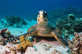 &nbsp;Eretmochelys imbricata - La tartaruga embricata &egrave; una tartaruga marina della famiglia delle Cheloniidae. &Egrave; l'unica specie del genere Eretmochelys.&nbsp;Pu&ograve; misurare fino a 90 cm. Si riproduce da febbraio a luglio, a seconda che ci si sposti da sud verso nord. Scava nidi di circa 50 cm e ogni femmina pu&ograve; deporre un centinaio di uova che schiudono in 45-55 giorni