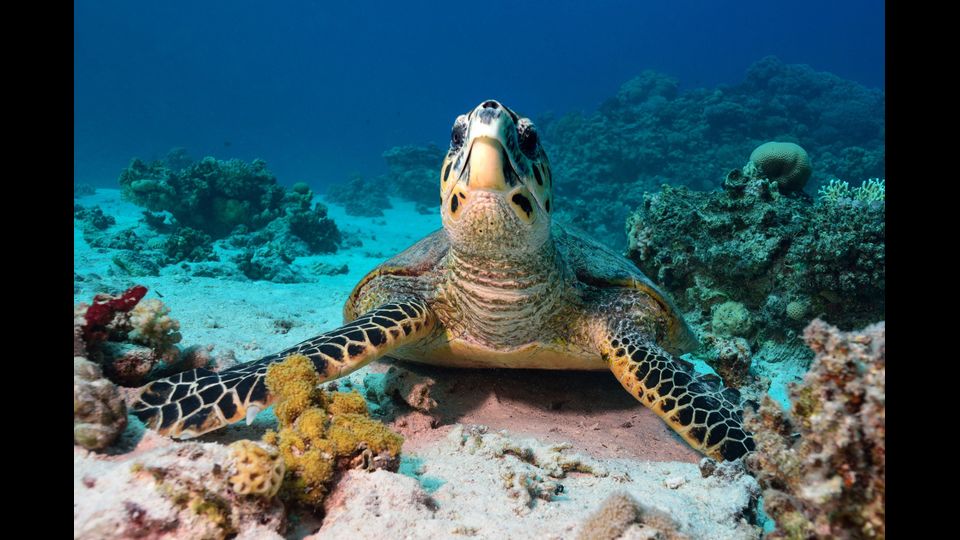 &nbsp;Eretmochelys imbricata - La tartaruga embricata &egrave; una tartaruga marina della famiglia delle Cheloniidae. &Egrave; l'unica specie del genere Eretmochelys.&nbsp;Pu&ograve; misurare fino a 90 cm. Si riproduce da febbraio a luglio, a seconda che ci si sposti da sud verso nord. Scava nidi di circa 50 cm e ogni femmina pu&ograve; deporre un centinaio di uova che schiudono in 45-55 giorni