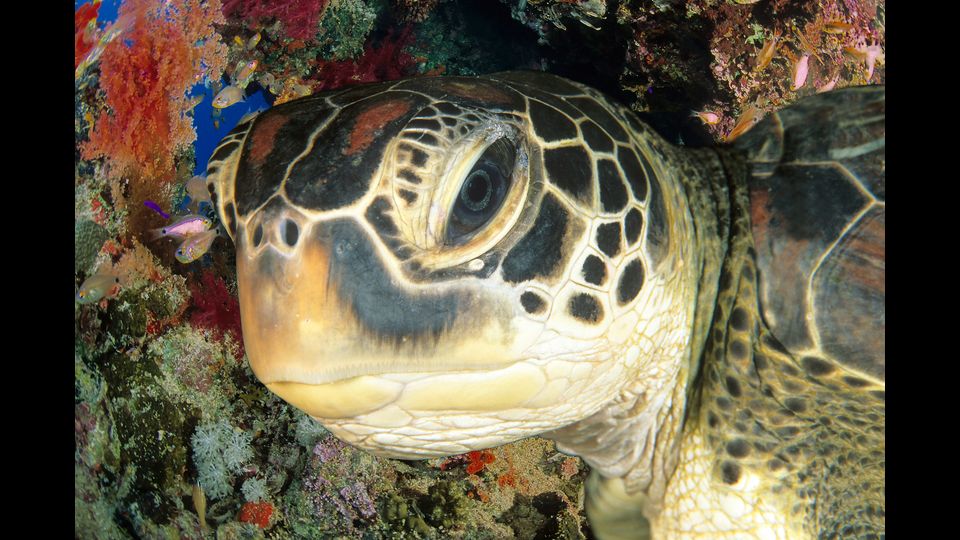 &nbsp;Eretmochelys imbricata&nbsp;-&nbsp;La specie ha un ampio areale essendo diffusa nella fascia tropicale sia dell'Oceano Atlantico (sottospecie E. imbricata imbricata) che del Pacifico (E. imbricata bissa).&nbsp;La testa &egrave; ben sviluppata, con un becco molto appuntito e simile a quello dei rapaci