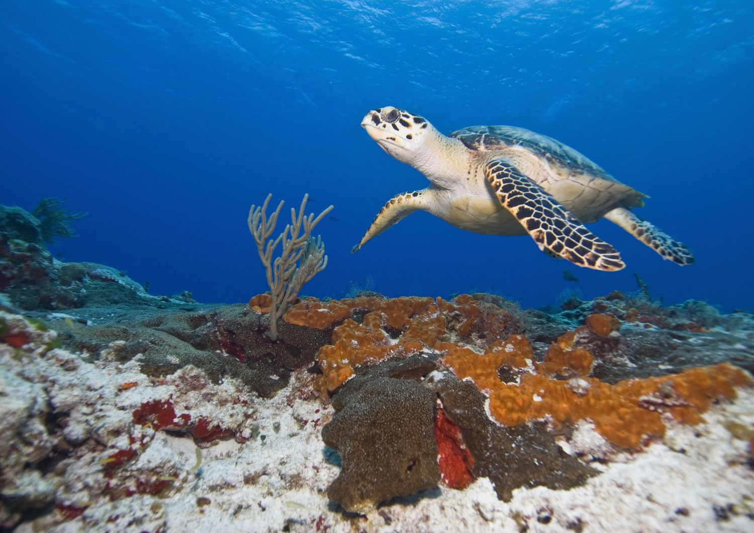 &nbsp; Le tartarughe di mare (Chelonioidea) sono una superfamiglia di Testudines adattate alla vita marina. Sono tra i pi&ugrave; antichi tetrapodi della Terra