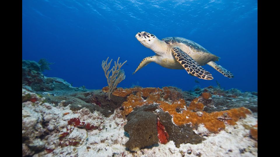 &nbsp; Le tartarughe di mare (Chelonioidea) sono una superfamiglia di Testudines adattate alla vita marina. Sono tra i pi&ugrave; antichi tetrapodi della Terra
