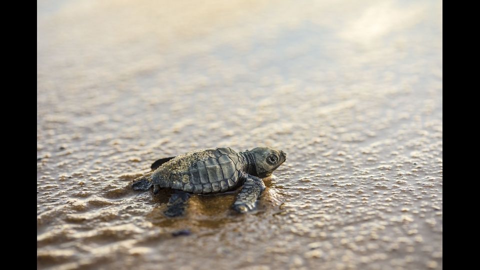 &nbsp;&nbsp;Si nutrono anche di meduse, essendo immuni alla loro puntura, grazie alla robusta pelle di cui sono dotate.