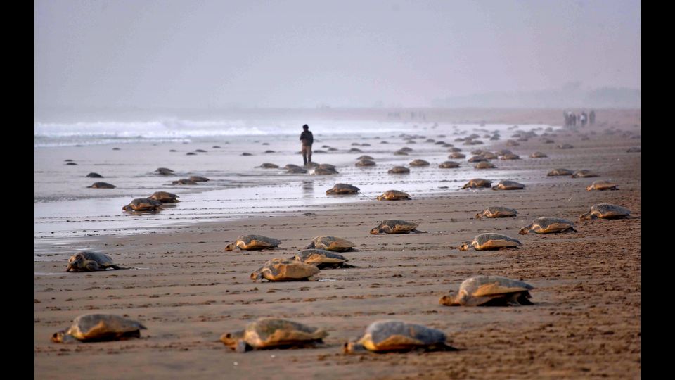 &nbsp;Le tartarughe di mare sono per lo pi&ugrave; erbivore e mangiano soprattutto alghe e alcuni tipi di corallo