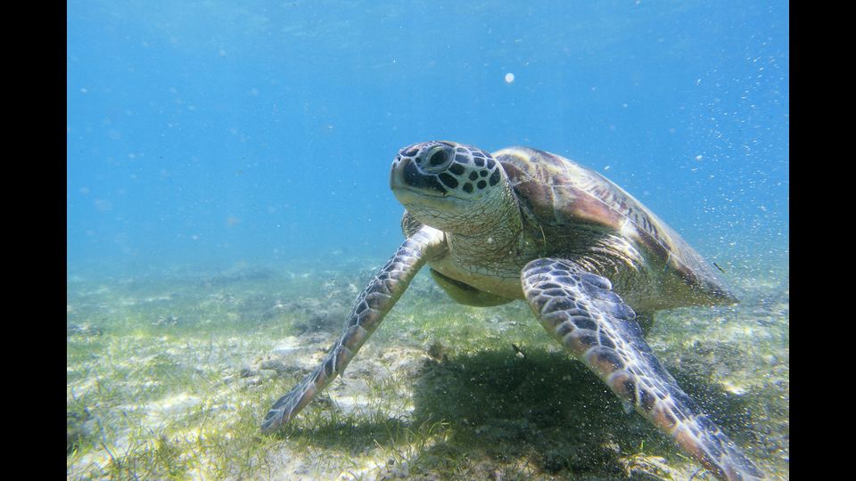 Famiglia Dermochelyidae:Dermochelys coriacea tartaruga liuto o dermochelide coriaceaFamiglia Cheloniidae:Caretta caretta tartaruga comuneChelonia mydas tartaruga verde o tartaruga francaEretmochelys imbricata tartaruga embricataLepidochelys kempii tartaruga di KempLepidochelys olivacea tartaruga olivastra o tartaruga bastardaNatator depressus tartaruga a dorso piatto