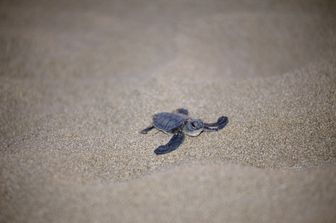 Caretta caretta - E' la tartaruga marina più comune del mar Mediterraneo. La specie è fortemente minacciata in tutto il bacino del Mediterraneo ed è ormai al limite dell'estinzione nelle acque territoriali italiane