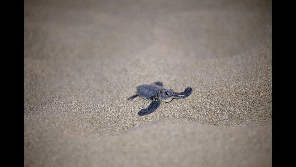 &nbsp;Caretta caretta - E' la tartaruga marina pi&ugrave; comune del mar Mediterraneo. La specie &egrave; fortemente minacciata in tutto il bacino del Mediterraneo ed &egrave; ormai al limite dell'estinzione nelle acque territoriali italiane