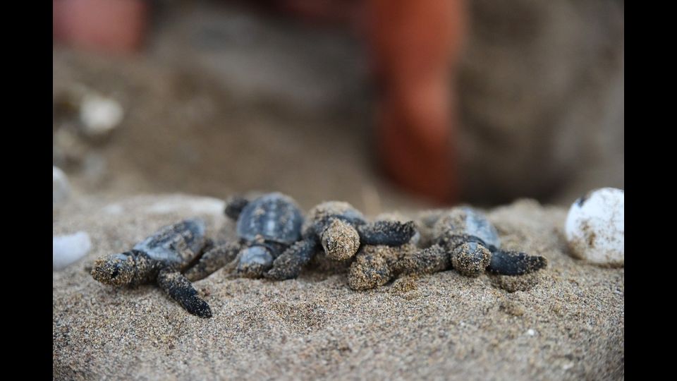 &nbsp;&nbsp;Caretta caretta - Gli arti sono molto sviluppati, specie gli anteriori, e muniti di due unghie negli individui giovani che si riducono ad una negli adulti. In estate, nei mesi di giugno, luglio ed agosto, maschi e femmine si danno convegno nelle zone di riproduzione, al largo delle spiagge dove le seconde sono probabilmente nate