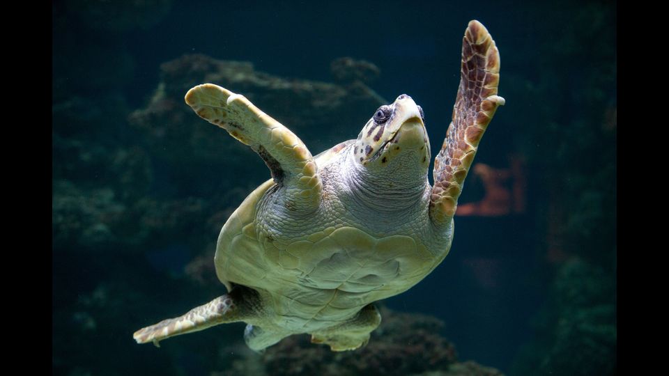 &nbsp;&nbsp;Caretta caretta&nbsp;- &nbsp;Alla nascita &egrave; lunga circa 5 cm. &nbsp;La lunghezza di un esemplare adulto &egrave; di 80 &ndash; 140 cm, con massa variabile tra i 100 ed i 160 kg. La testa &egrave; grande, con il rostro molto incurvato